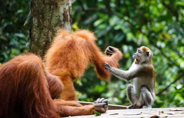 印度尼西亚的古农列尤择国家公园上演猩猩“大战”偷香蕉的猕猴