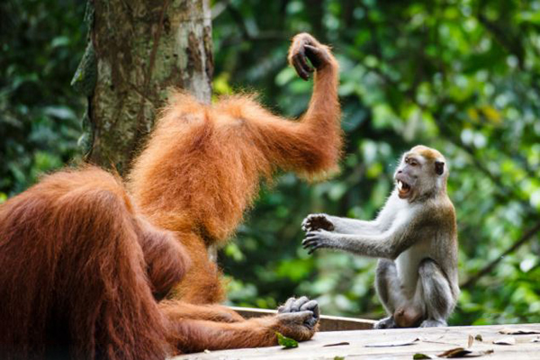 印度尼西亚的古农列尤择国家公园上演猩猩“大战”偷香蕉的猕猴