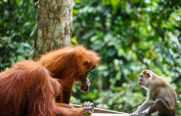 印度尼西亚的古农列尤择国家公园上演猩猩“大战”偷香蕉的猕猴