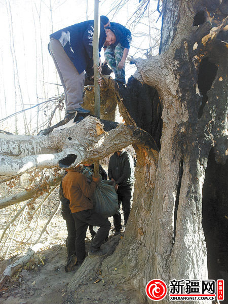 察布查尔县林业局工作人员将一棵小新疆杨移栽到被烧树干空洞内,起到稳固古树根系的作用。