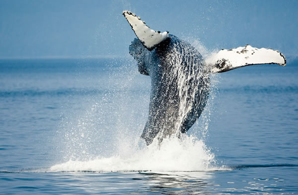 A humpback whale breaching.
