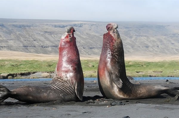 Two male southern elephant seals clash over a harem. This photograph won the beh