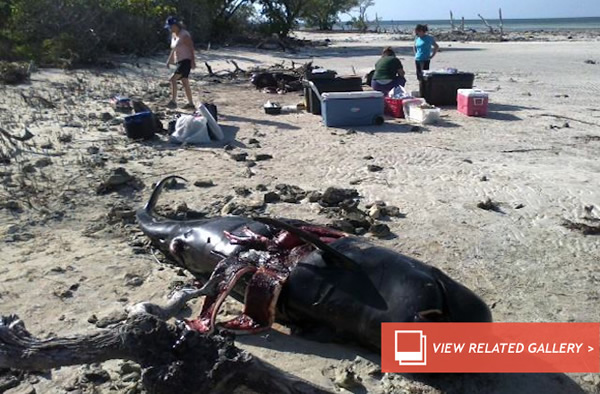 East Coast Pilot Whales Vulnerable to Strandings