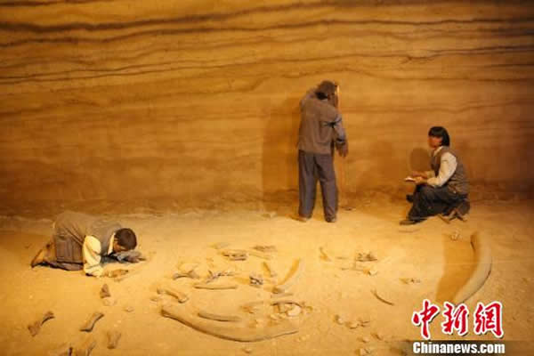 泥河湾博物馆内挖掘现场雕塑。据工作人员介绍,其中跪地挖掘的是河北省文物局副局长谢飞。