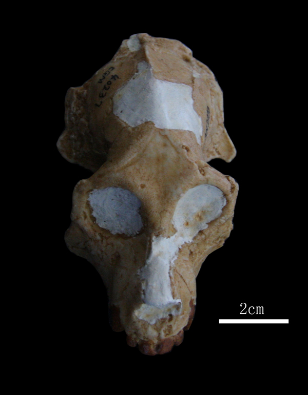 埃及猿（Aegyptopithecus zeuxis）