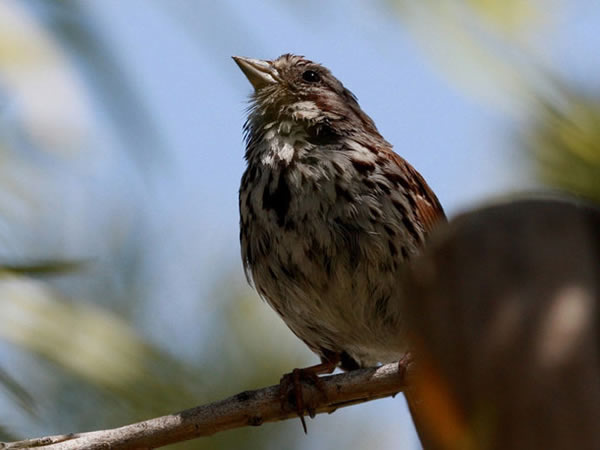 有些鸟类倾向于夸大自己的侵略性，而另一些鸟类却在有意淡化这样的特征。