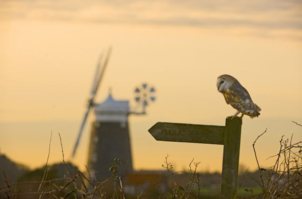 ����èͷӥ��Ǳ����ѩ�ز�ʳ����