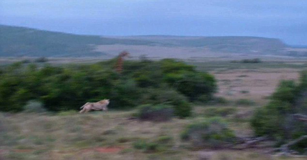 南非圣瓦瑞野生动物保护区狮子捕猎长颈鹿