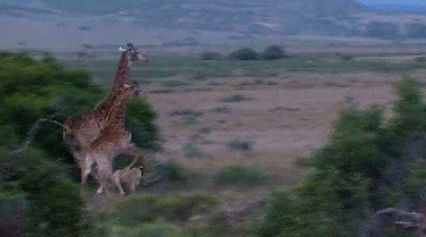 南非圣瓦瑞野生动物保护区狮子捕猎长颈鹿