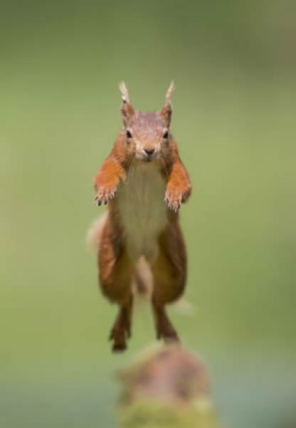 �������ܹ��ڸ߿�����������Ծ���ؼ����������������Ľ�צ��