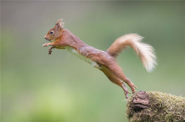 Ӣ��һֻ����������չ�ֵ�����