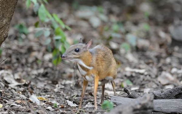 ��ɭ�о��顱С��¹