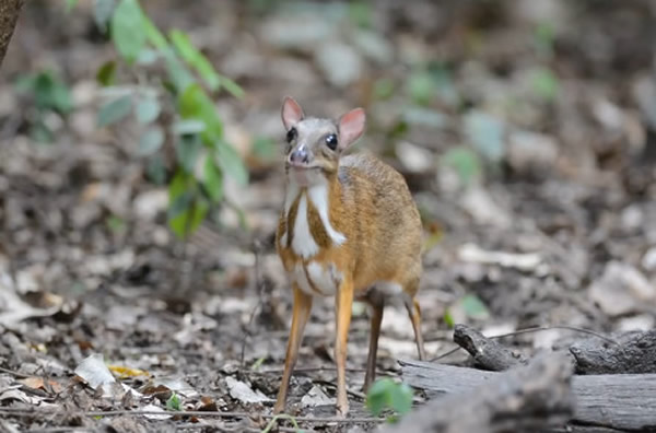 ��ɭ�о��顱С��¹