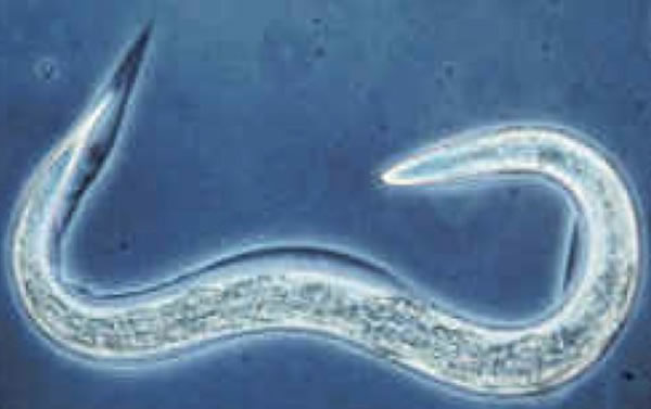 ���������߳棨Caenorhabditis elegans��������ʵ��������һ�ֳ�����ģʽ���