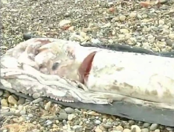 ��������̲�ϳ�����һֻ�޴�����