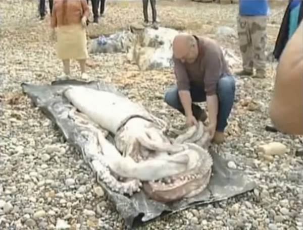 ��������̲�ϳ�����һֻ�޴�����