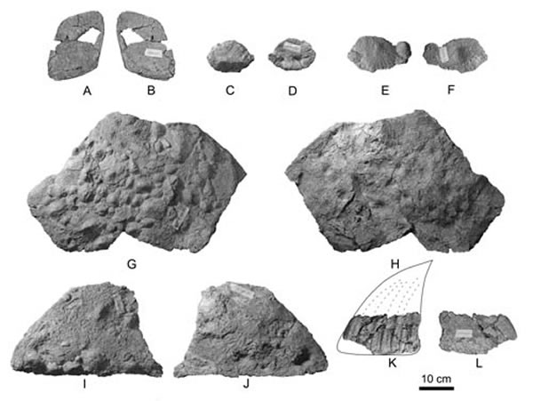 金城洮河龙甲板、甲片、荐盾和尾板(杨精涛供图)