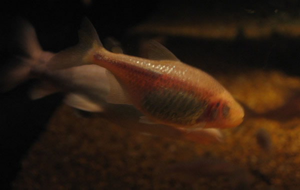 �ڰ���Ѩ�е�����ʧȥ�۾�������ԭ��