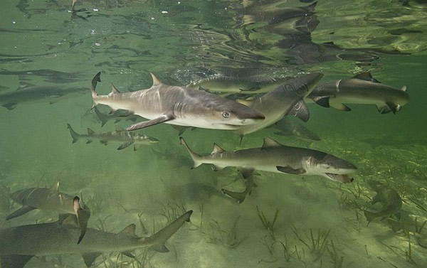 雌性柠檬鲨在准备生育时会回到其出生的地方