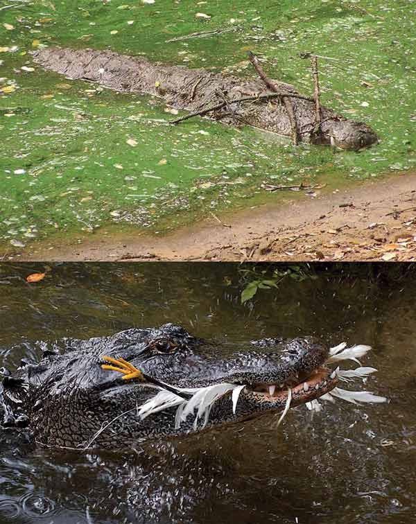 ������������֦���ڻ���ʳ����