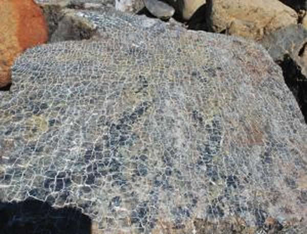 地球深处的19种微生物