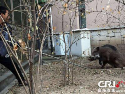 美国马戏团虐待小象 - 神秘的地球 科学|自然|地
