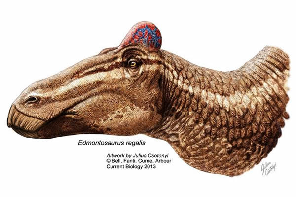 Ѽ����ͷ�ǻ�ʯ�Ϸ������Ƽ��ڵ����