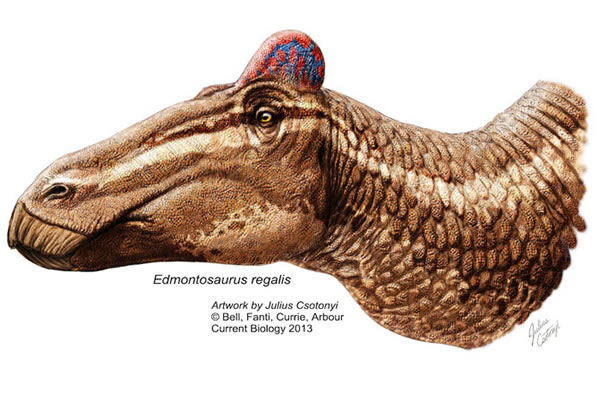 A reconstruction of Edmontosaurus sporting a fleshy 