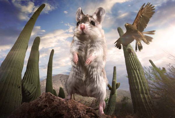 Ӣ��BBC��Ȼ��Ŀ�����ص����������������