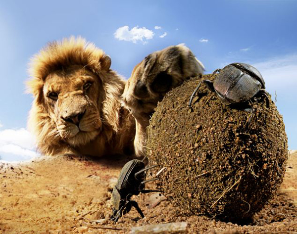 Ӣ��BBC��Ȼ��Ŀ�����ص����������������