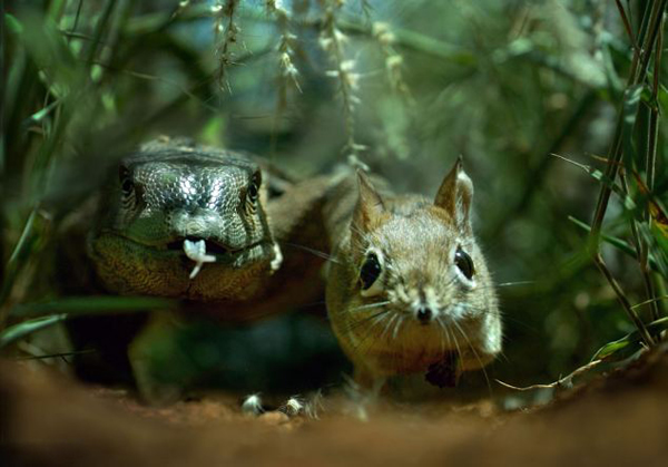 Ӣ��BBC��Ȼ��Ŀ�����ص����������������