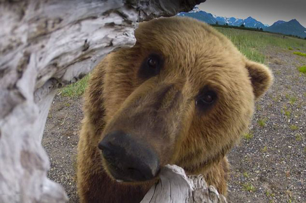 Ӣ��BBC��Ȼ��Ŀ�����ص����������������