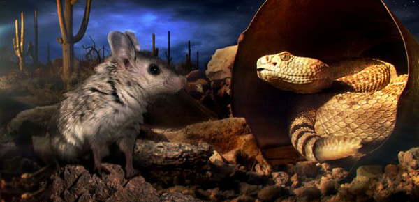 Ӣ��BBC��Ȼ��Ŀ�����ص����������������