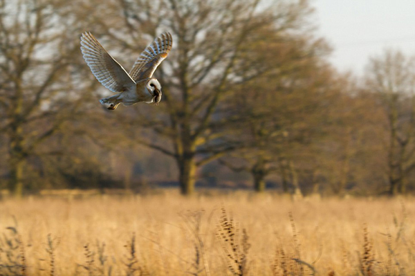 Ӣ����һֻ�����ڿ���͵Ϯһֻ���������èͷӥ