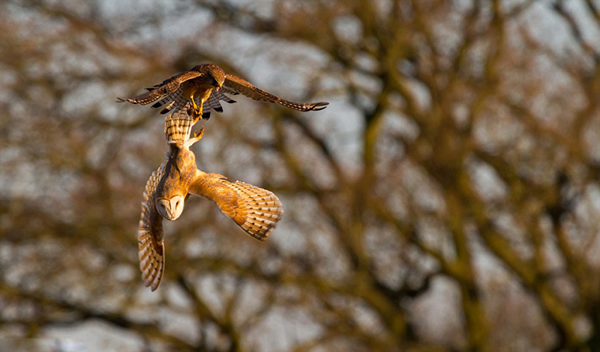 英格兰一只红隼在空中偷袭一只捕获猎物的猫头