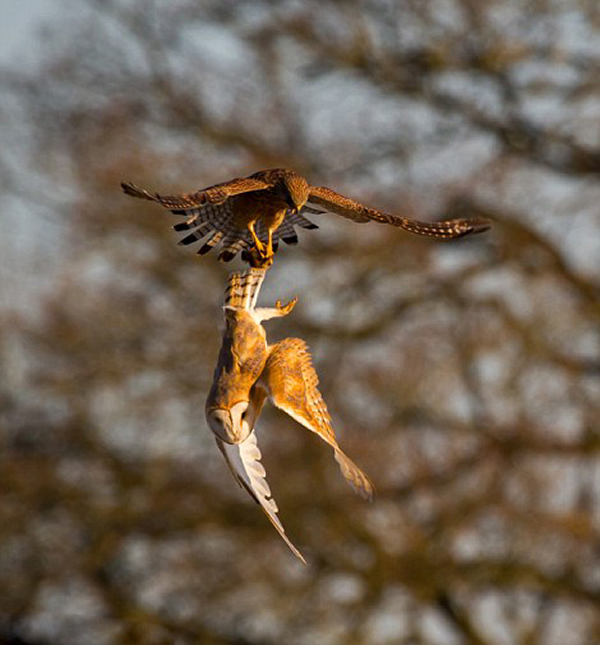 Ӣ����һֻ�����ڿ���͵Ϯһֻ���������èͷӥ