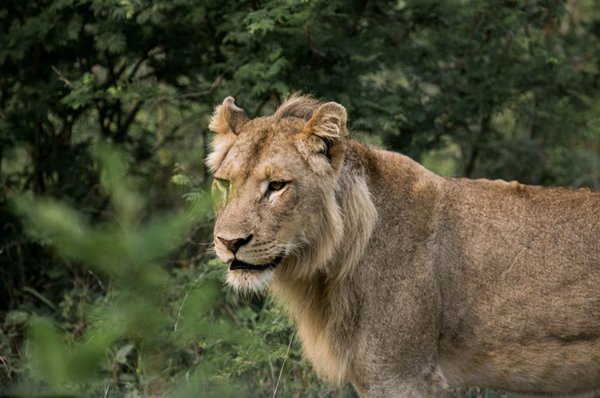 南非国家公园水牛将狮子抛出5米以外