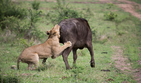 南非国家公园水牛将狮子抛出5米以外