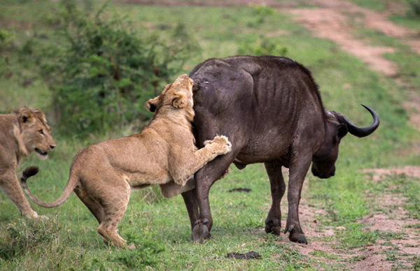 南非国家公园水牛将狮子抛出5米以外