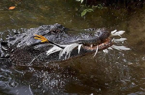 An American alligator successfully lures a snowy egret with a stick, and then ea