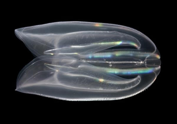 ˮĸ״������ܲ���Ϊ����������̿�����һ���ŵ�������