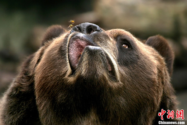 ��������սС�۷�