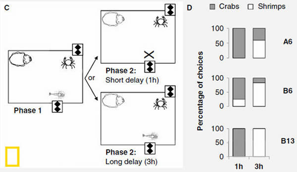 乌贼实验示意图：左图为实验的两个阶段，第一个阶段训练乌贼认识两种食物的投放位置及投放时间间隔；第二个阶段要么在一个小时后只投放螃蟹，要么在三个小时后分别投放螃蟹