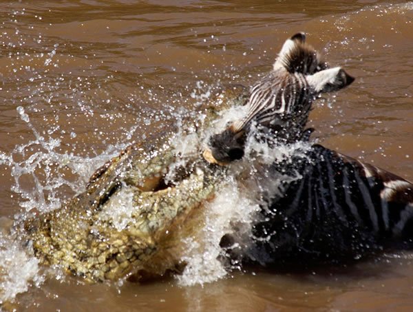 肯尼亚马赛马拉国家保护区小斑马渡河遭鳄鱼“伏击”