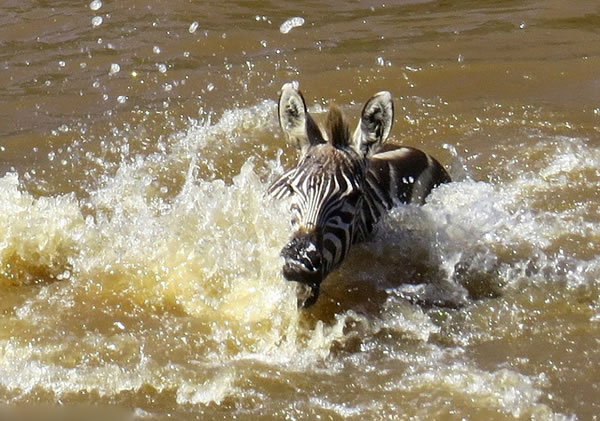 肯尼亚马赛马拉国家保护区小斑马渡河遭鳄鱼“伏击”