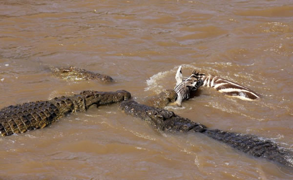 肯尼亚马赛马拉国家保护区小斑马渡河遭鳄鱼“伏击”