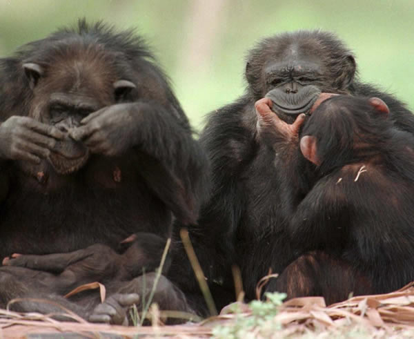 ������Ժ����ɡ������˸񡱵����Ͼ���ʧ��