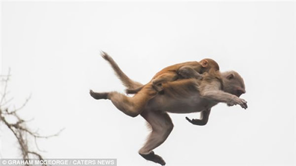 美国河流一群猴子高空滑翔跳水渡河躲鳄鱼