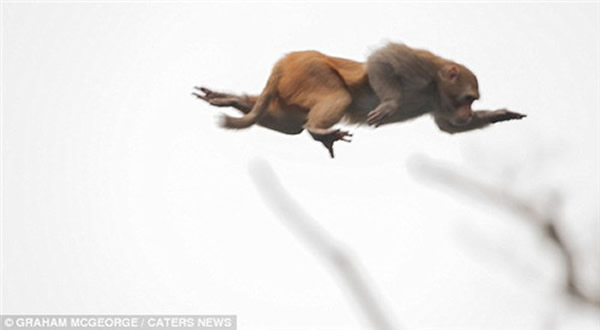 美国河流一群猴子高空滑翔跳水渡河躲鳄鱼