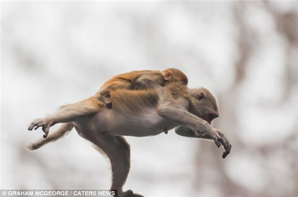 美国河流一群猴子高空滑翔跳水渡河躲鳄鱼